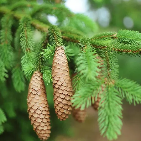 Plachty Holiday home Liniewko