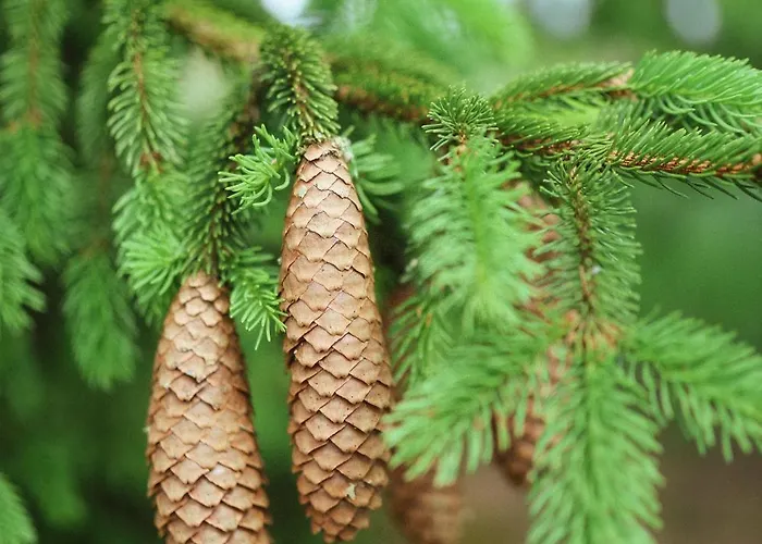 Plachty Сasa de vacaciones Liniewko